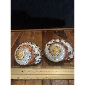 110 mm HUGE Turbo Sarmaticus Turban Seashell #AB1 From South Africa Conch Set 2